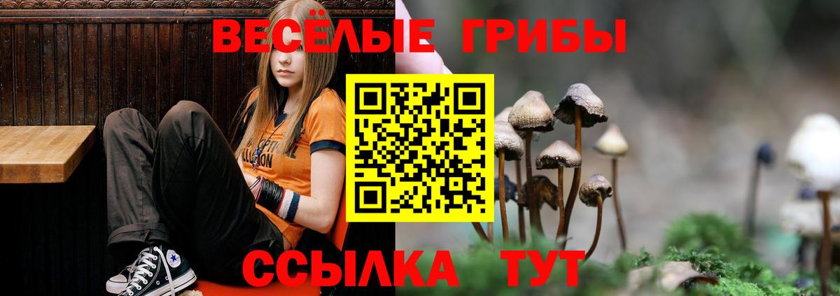 Галлюциногенные грибы Psilocybe Ленинск-Кузнецкий